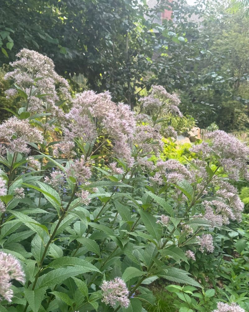 Joe Pye Weed's Majestic Height