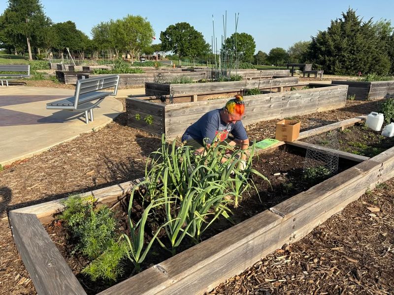Join Community Garden Harvests