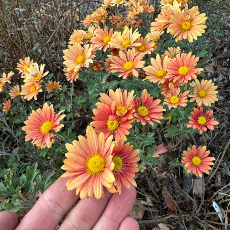 Choose Hardy Varieties For Illinois Conditions