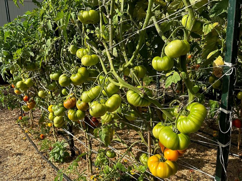 Heavy Nitrogen Fertilization