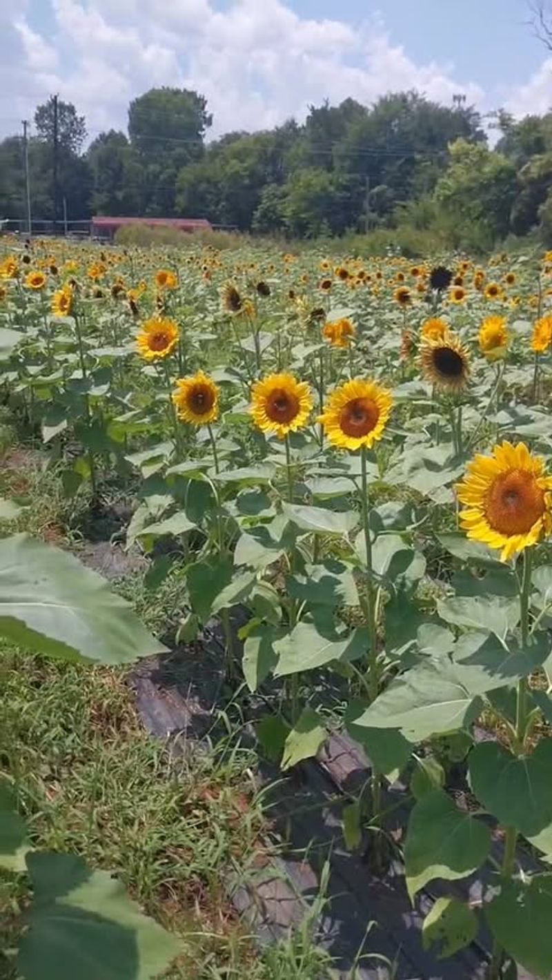 Sunflower Field Dinners