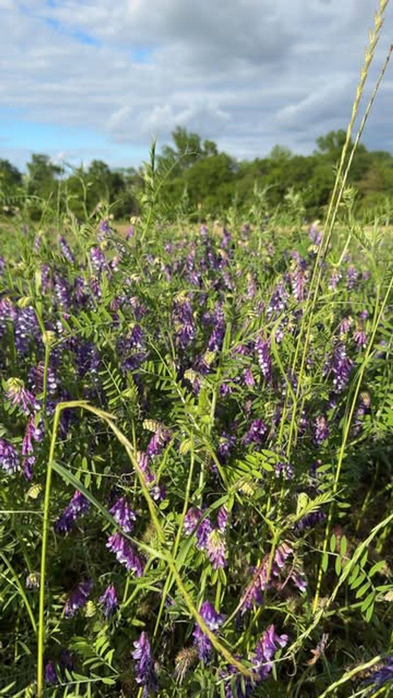 Vetch