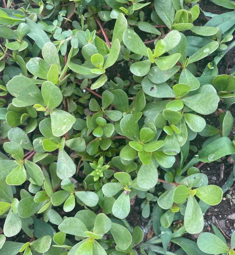 Purslane