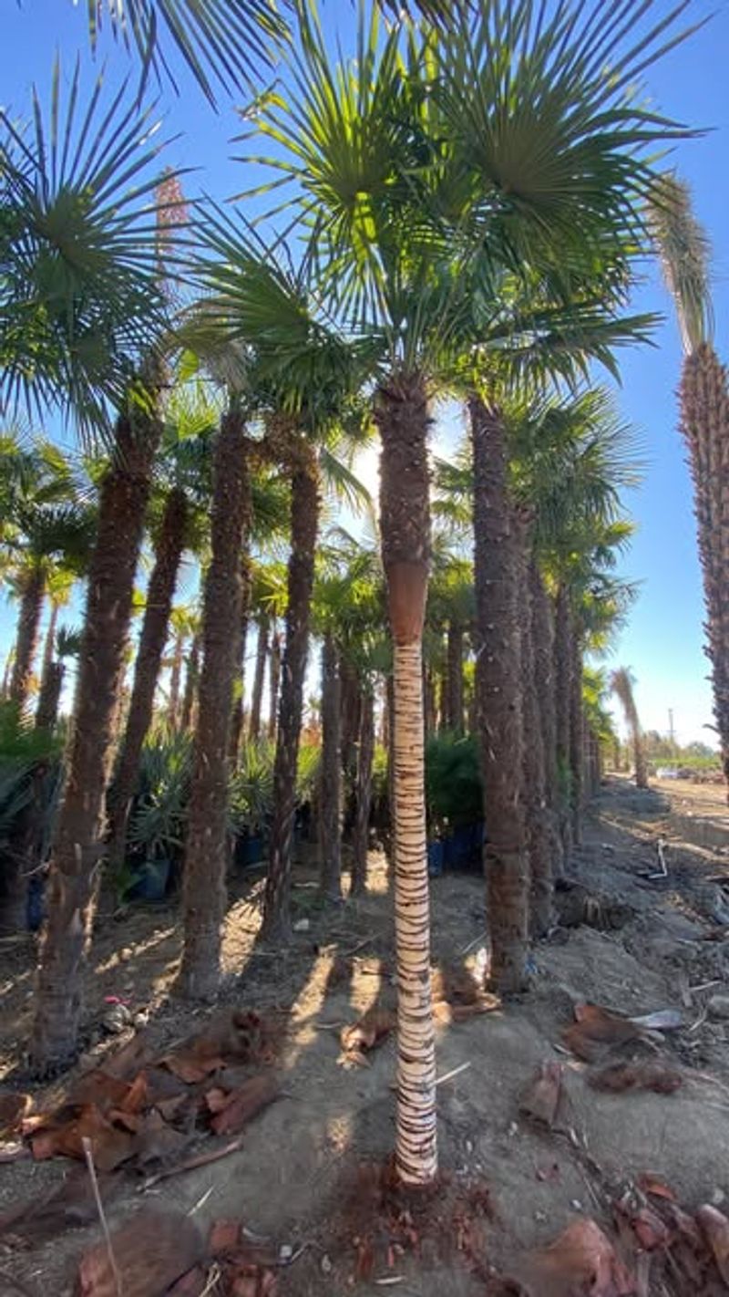 Windmill Palm