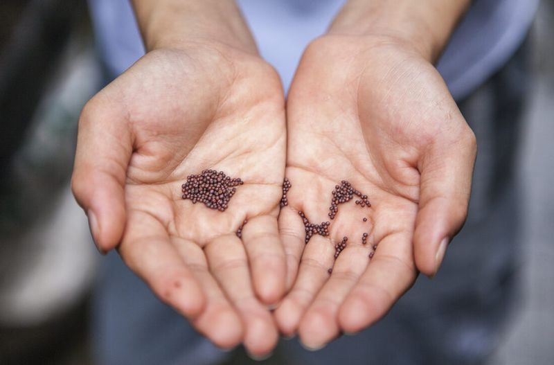 Fayetteville's Historic Seed-Saving Garden