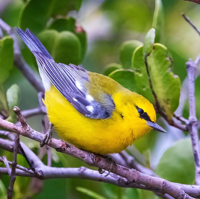 Blue-winged Warbler - Yellow Gem with Blue Accents