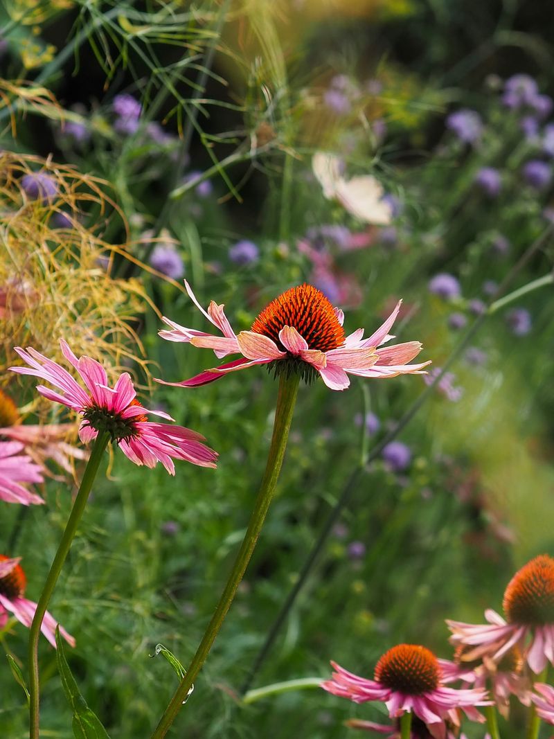 Coneflowers: Purple Perennial Performers