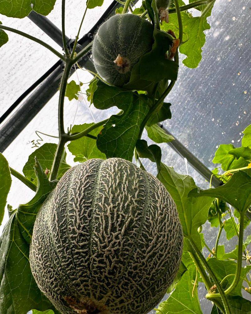 Cantaloupe Cultivation