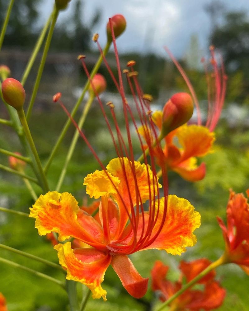 Pride of Barbados' Tropical Flair