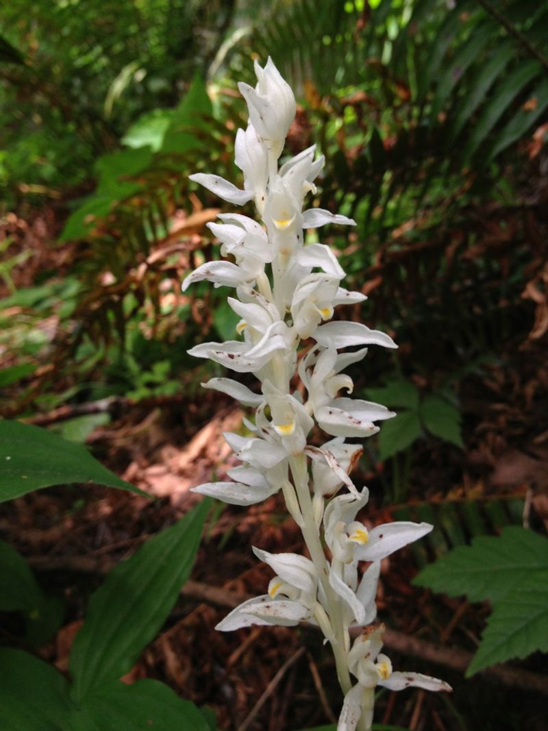 Phantom Orchid (Cephalanthera austiniae)