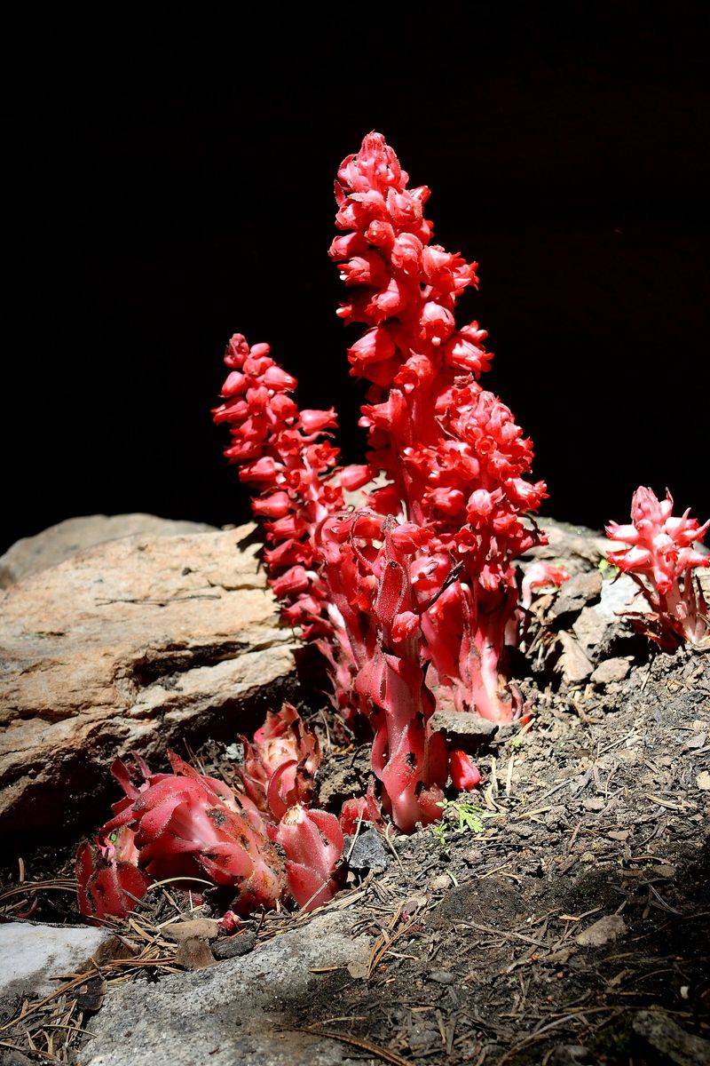 Snow Plant (Sarcodes sanguinea)