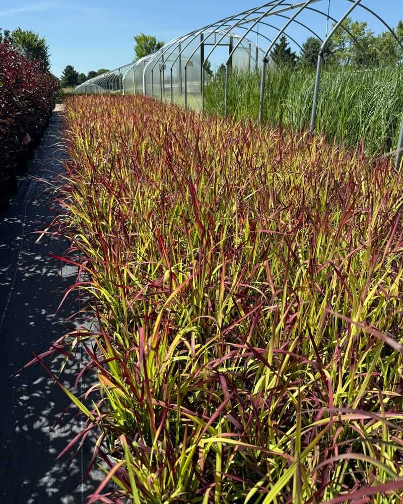 Switchgrass 'Shenandoah'