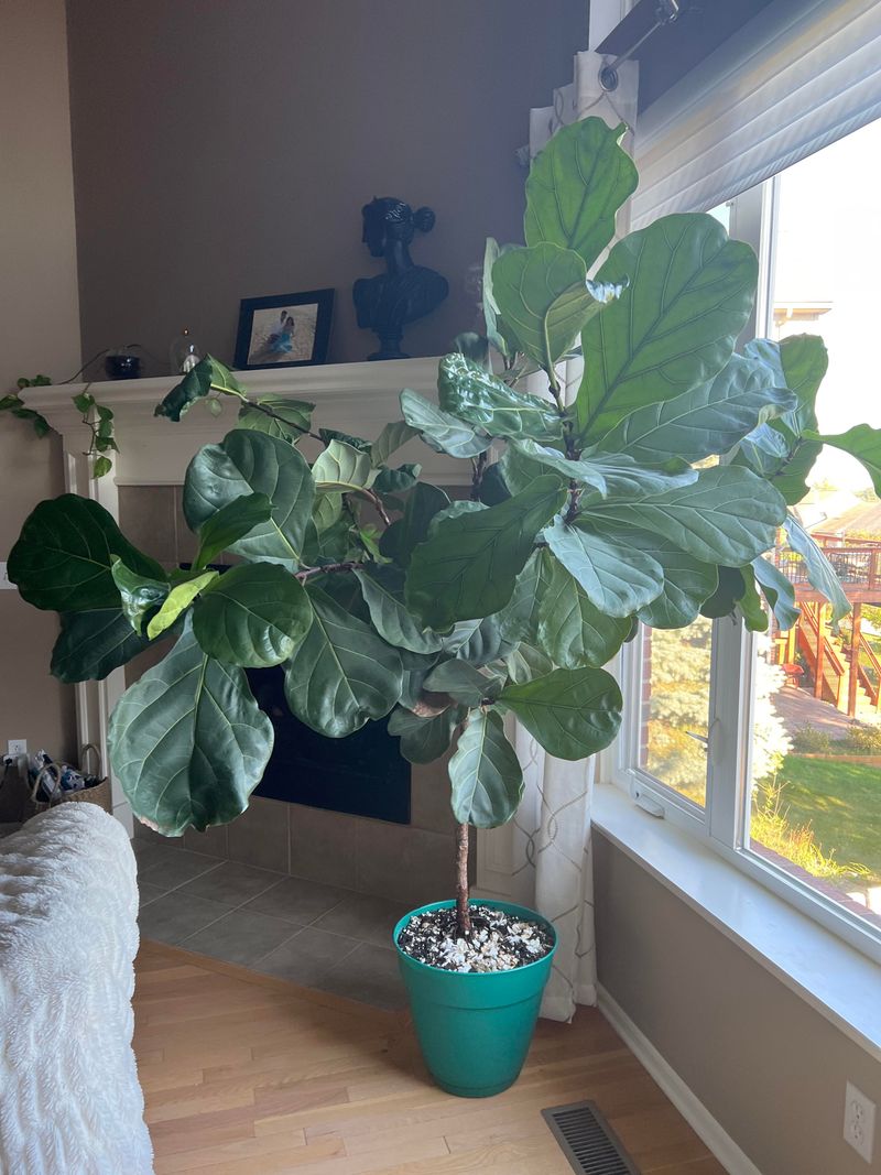 Fiddle Leaf Fig (Vintage Specimens)