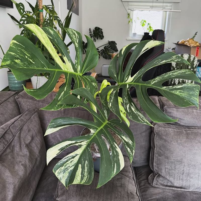 Variegated Monstera Deliciosa