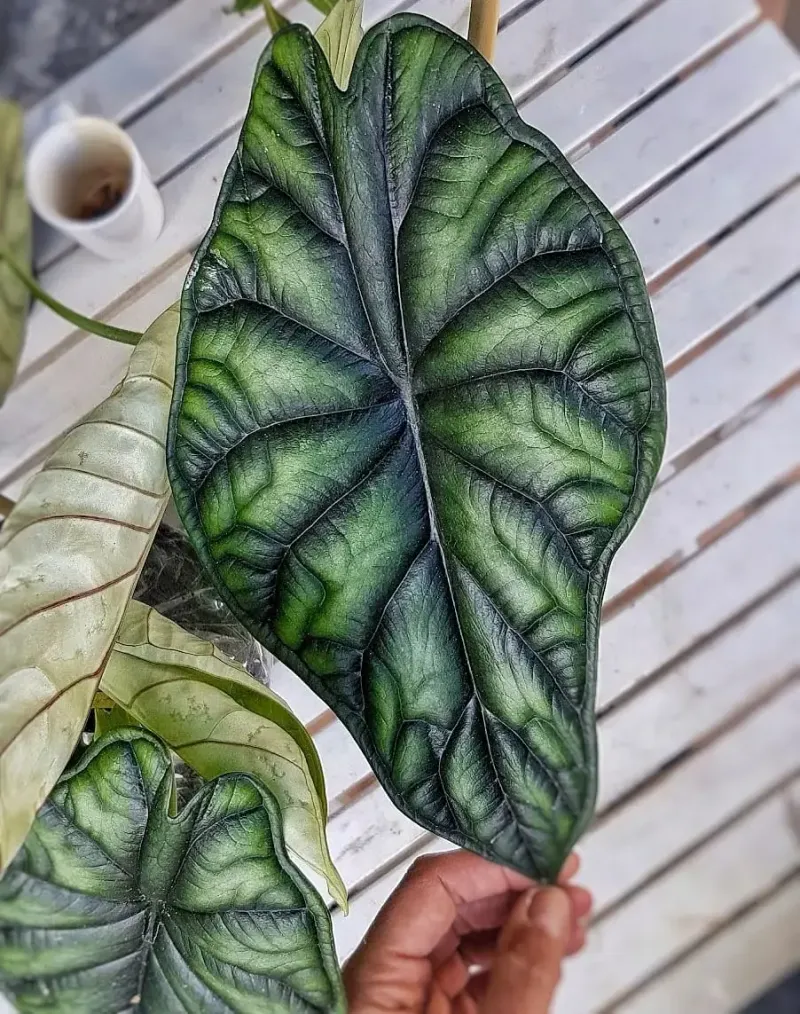 Alocasia Dragon Scale: Prehistoric Beauty With Modern Value