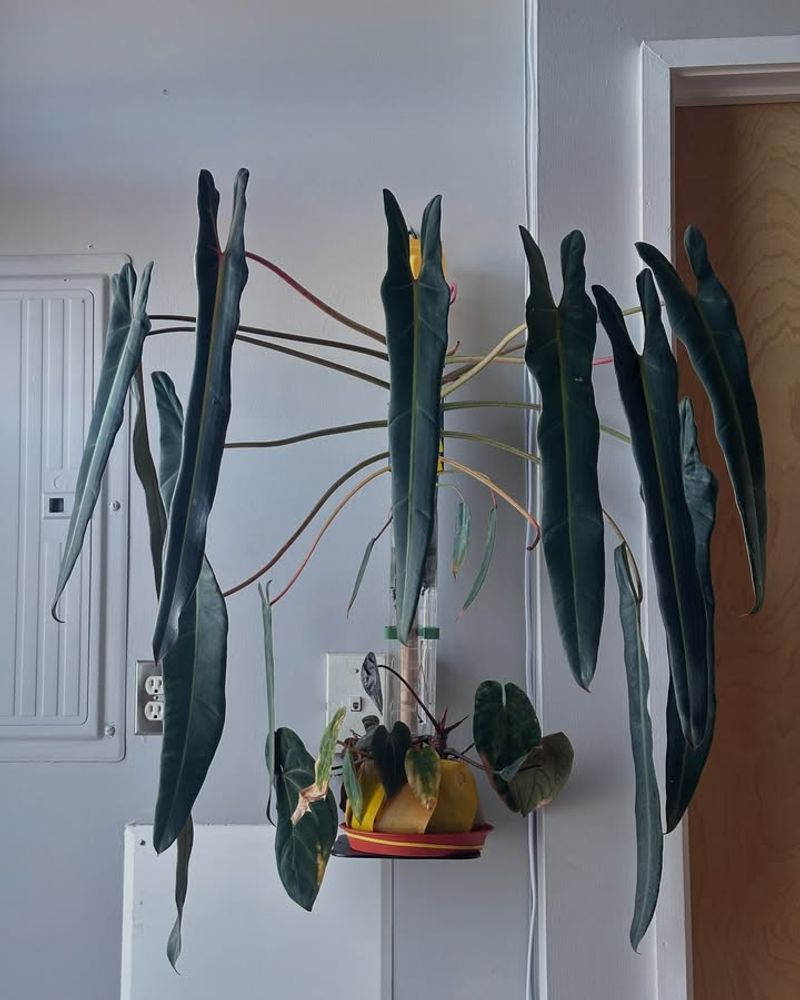 Philodendron Spiritus Sancti: The Holy Grail Of Plant Collectors