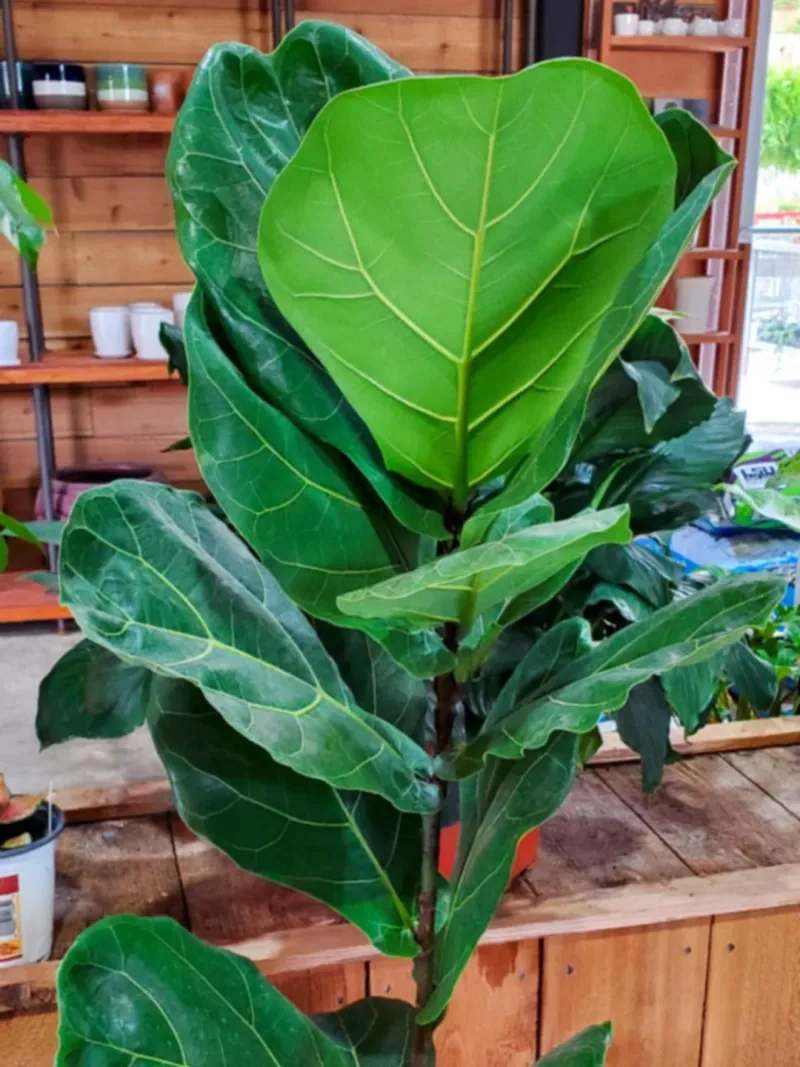 Mature Fiddle Leaf Fig