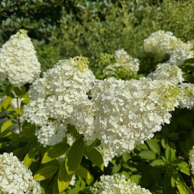 Bobo Dwarf Hydrangea