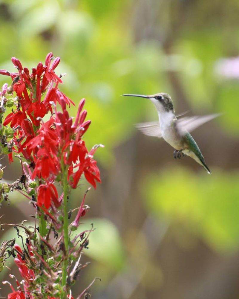 Add Late-Blooming Flowers