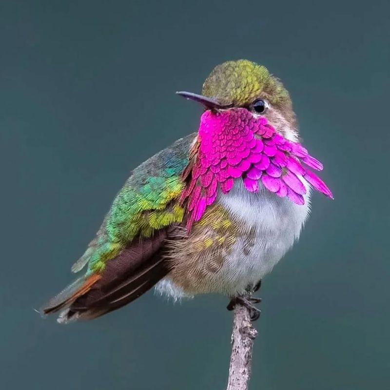 Bumblebee Hummingbird