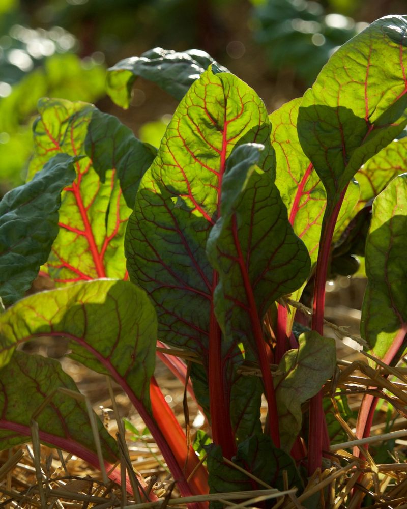 Start Cool-Season Veggies
