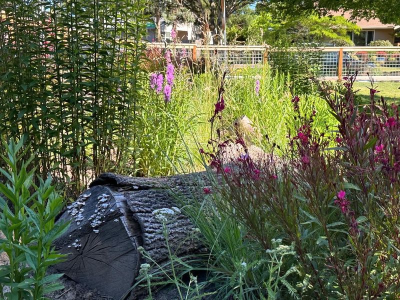 Create Pollinator Pitstops For Spring Success