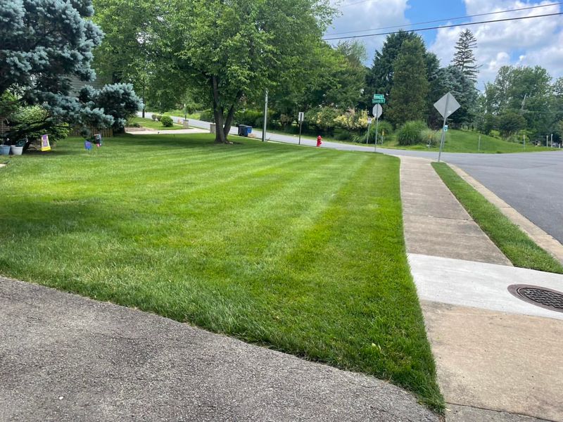Overseed Your Lawn