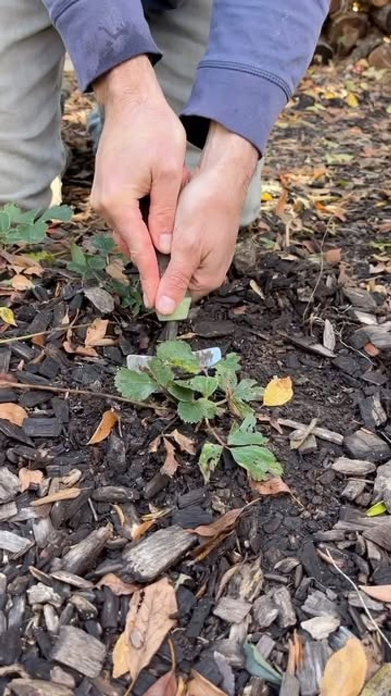 Divide Perennials