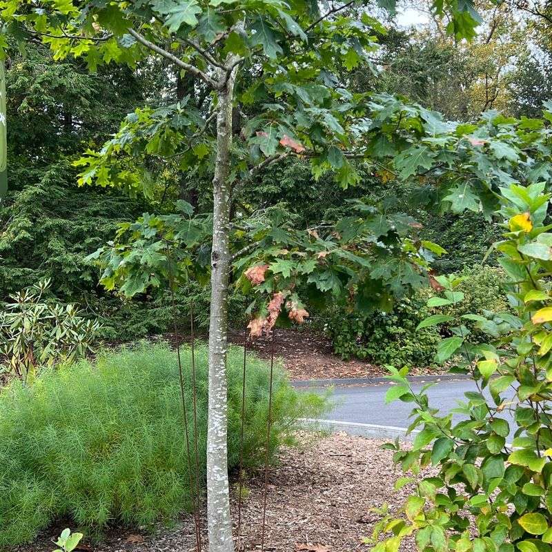 Protect Young Trees