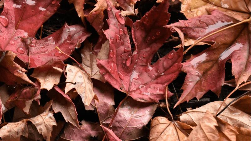 Create Leaf Litter Havens