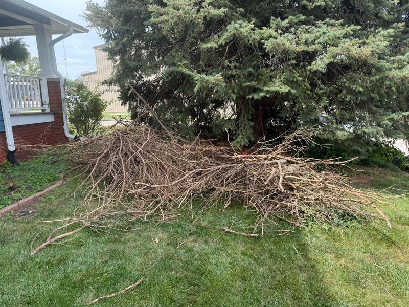 Create Brush Piles For Shelter
