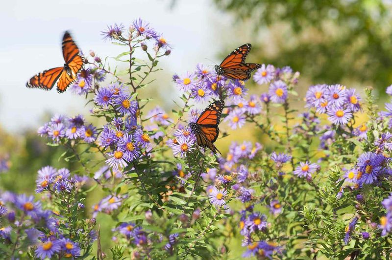 Create A Sunny Butterfly Buffet