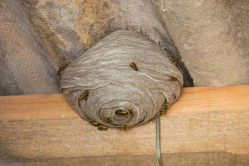 Locate and Treat Nests Carefully