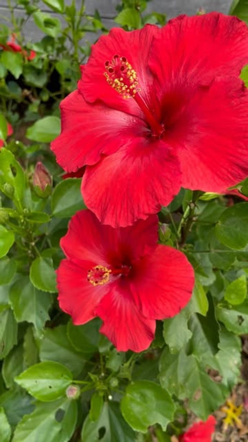 Recovery Period: Patience Vs. Immediate Rewards
