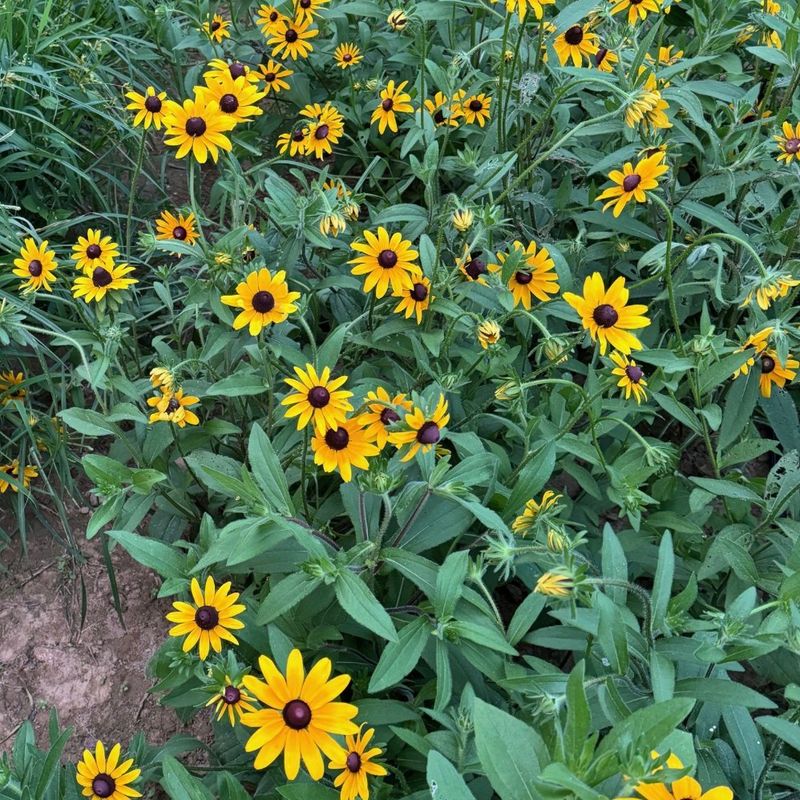 Divide Perennials