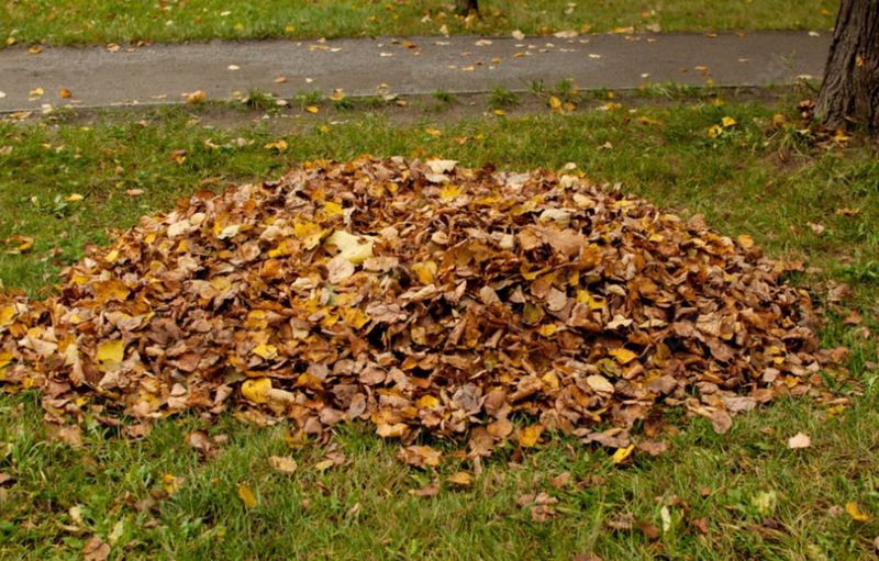 Collect Fallen Leaves