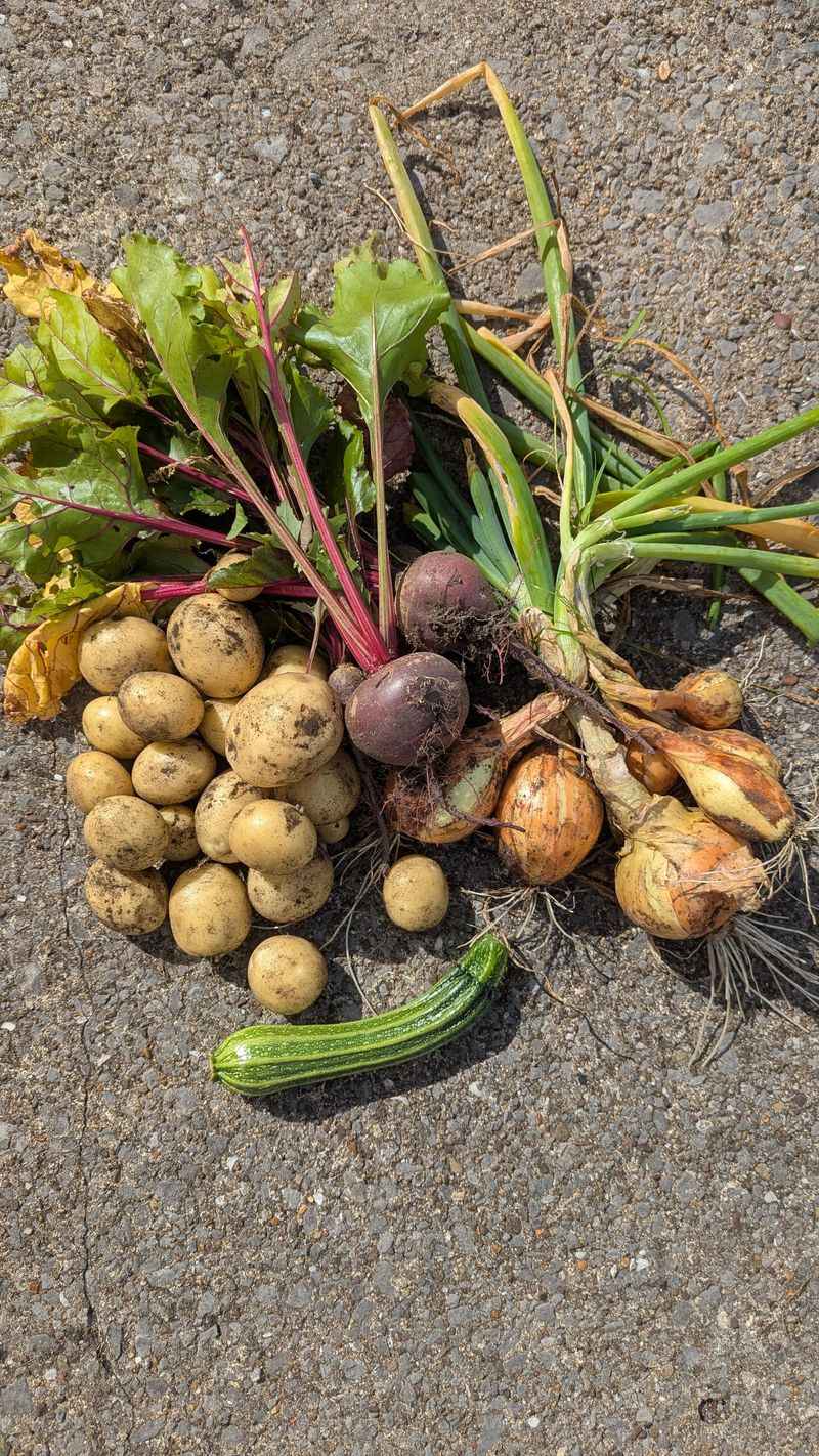 Harvest Root Vegetables