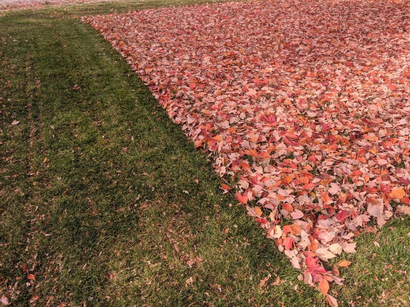 Prepare The Lawn For Winter