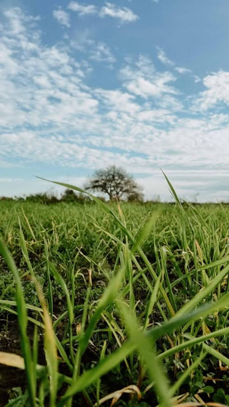 Sow Cover Crops