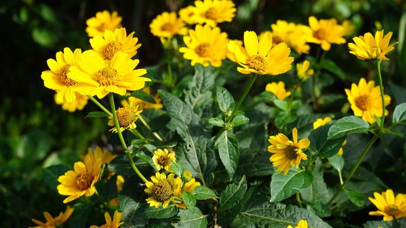 Dividing Overcrowded Perennials
