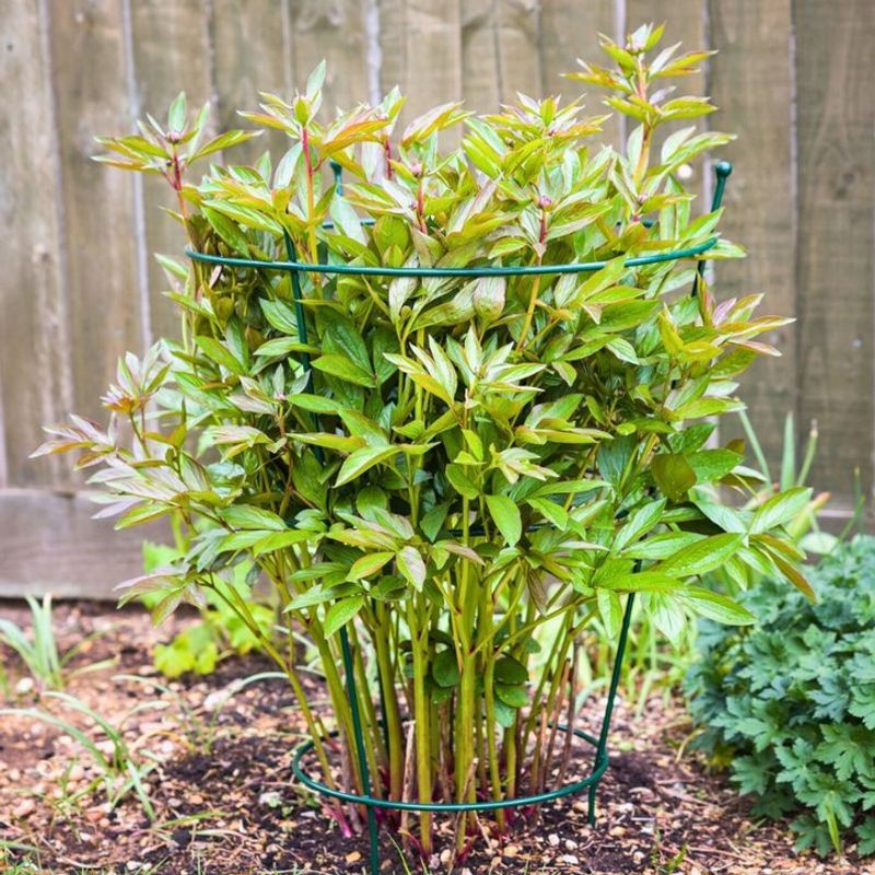 Post-Planting Care For Successful Establishment