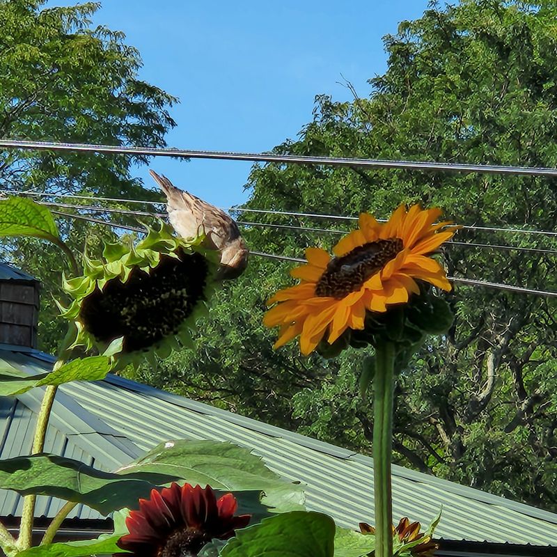 Growing Sunflowers For Seeds