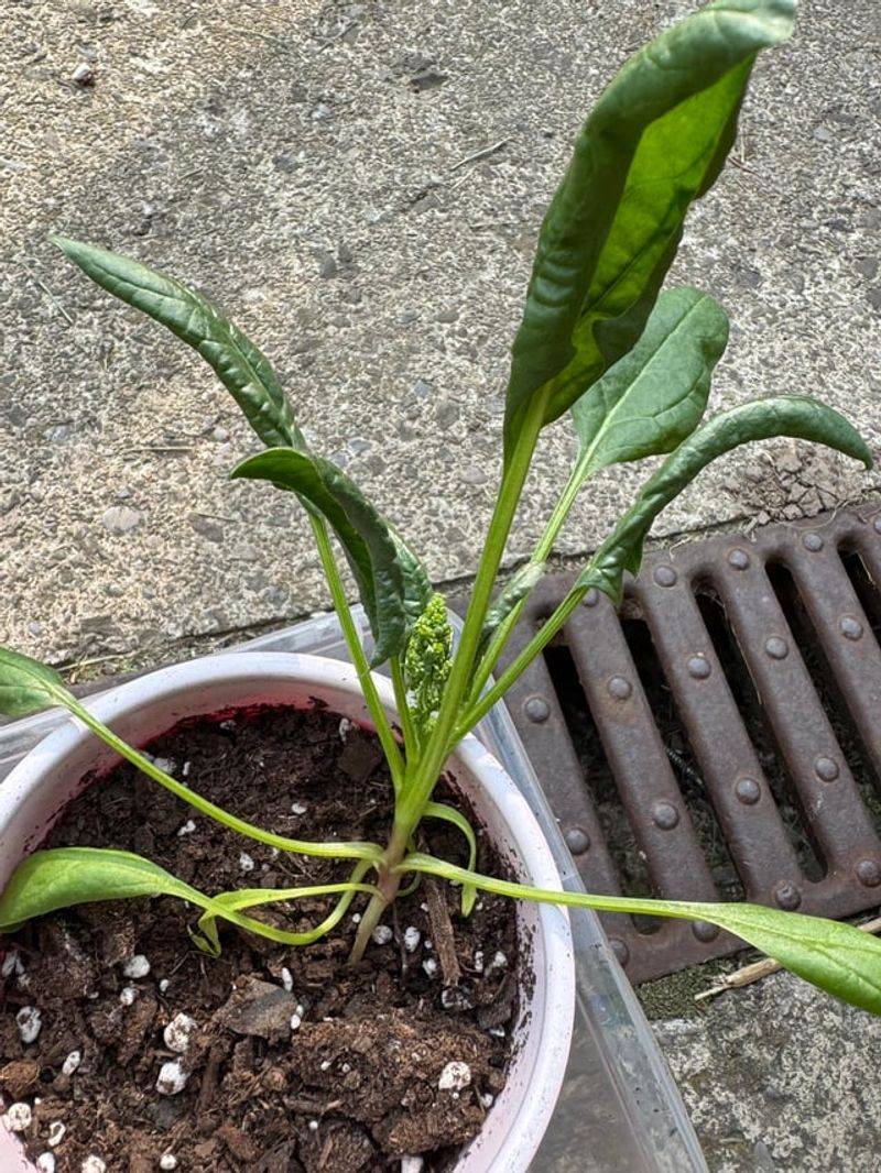 Choosing The Wrong Varieties