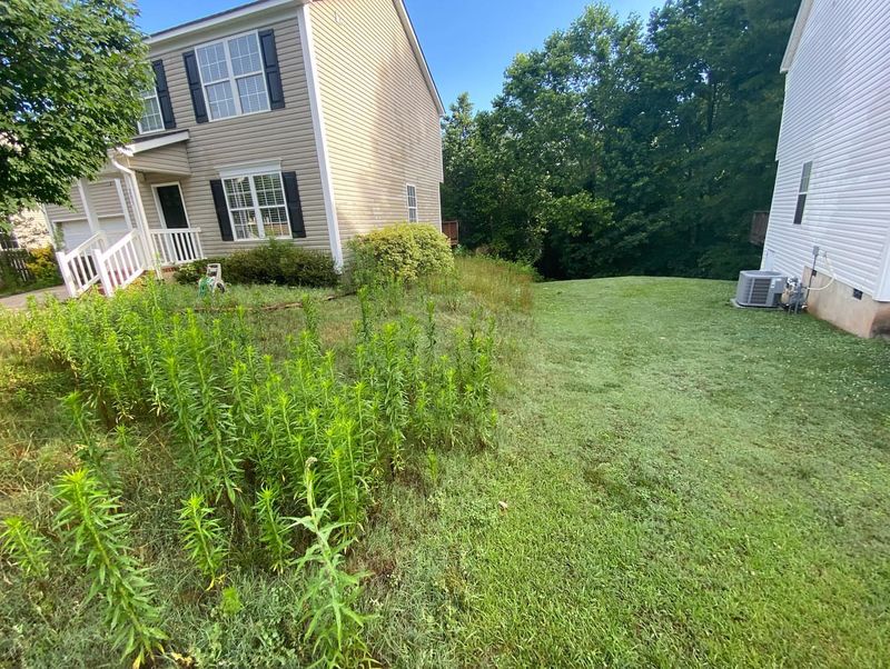Neglecting Lawn Maintenance