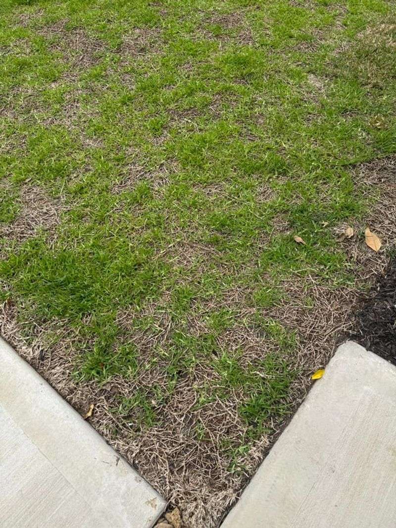 Excessive Thatch Buildup