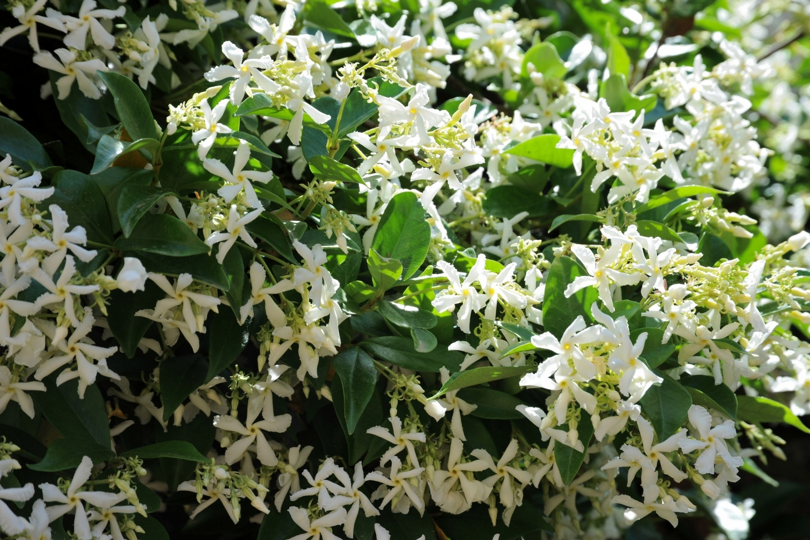 Plants Known By The Name Jasmine In Louisiana