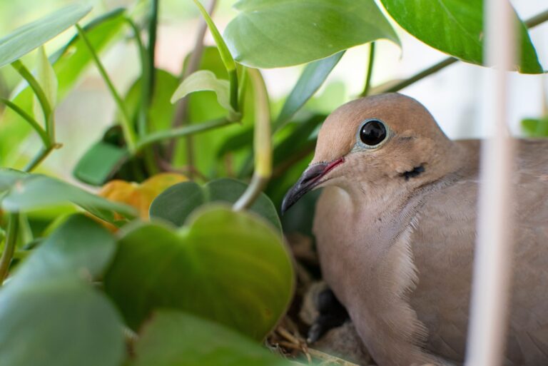 Mourning Dove mama bird
