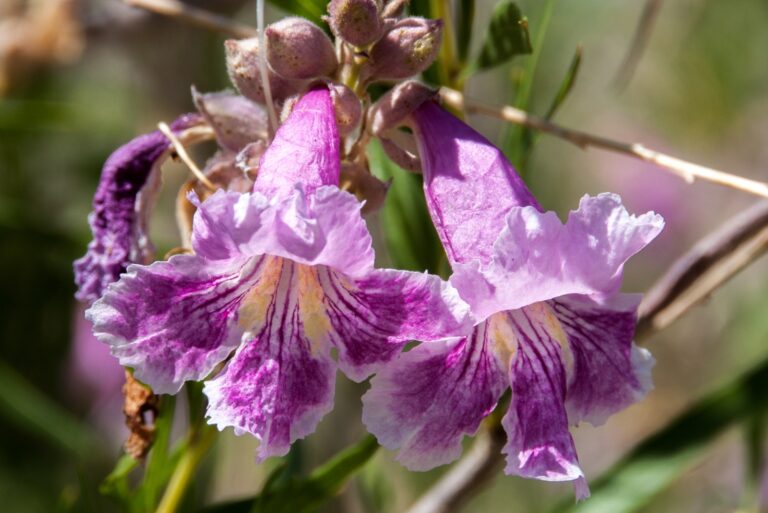 desert willow flower