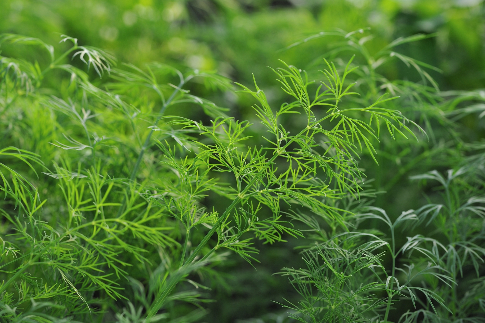 Plants You Should Never Grow Near Cilantro In Texas