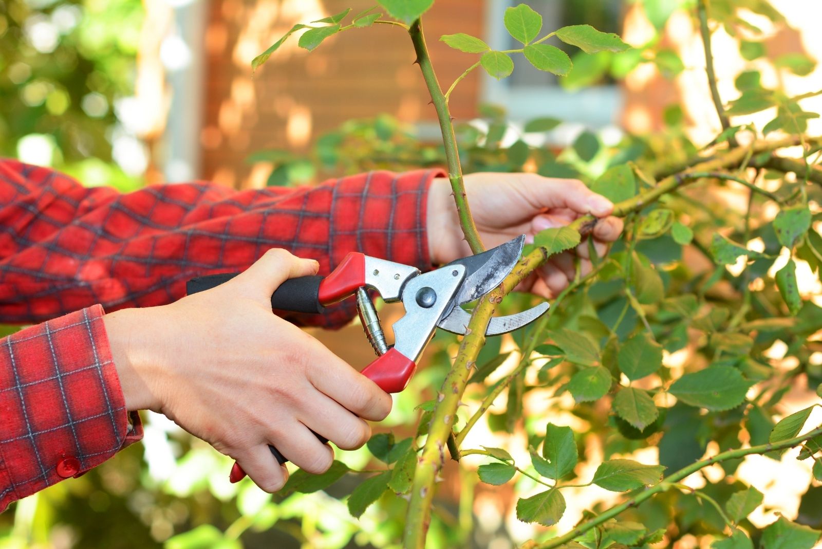 Plants You Should Prune In October In Pennsylvania